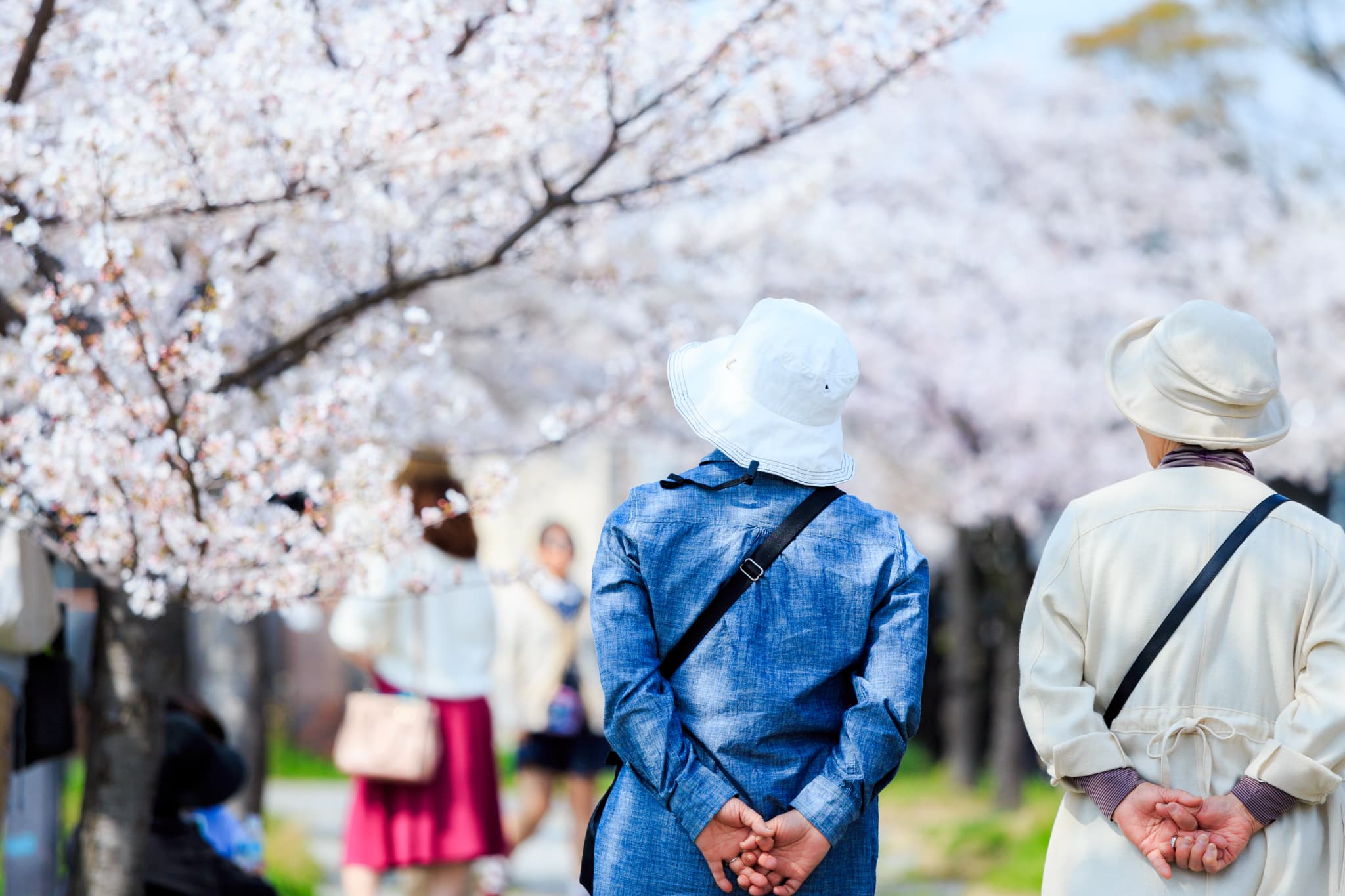 桜並木を散歩している様子